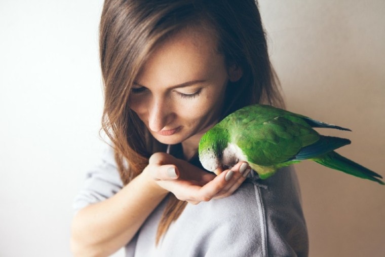 young woman feeding parakeet parrot