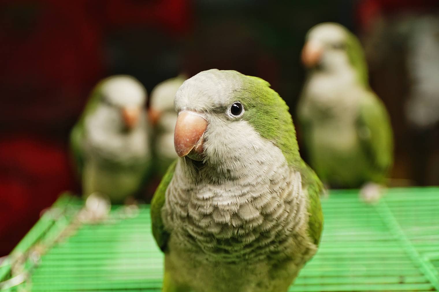 How Much Does a Quaker Parrot Cost? 2024 Price Guide Pet Keen