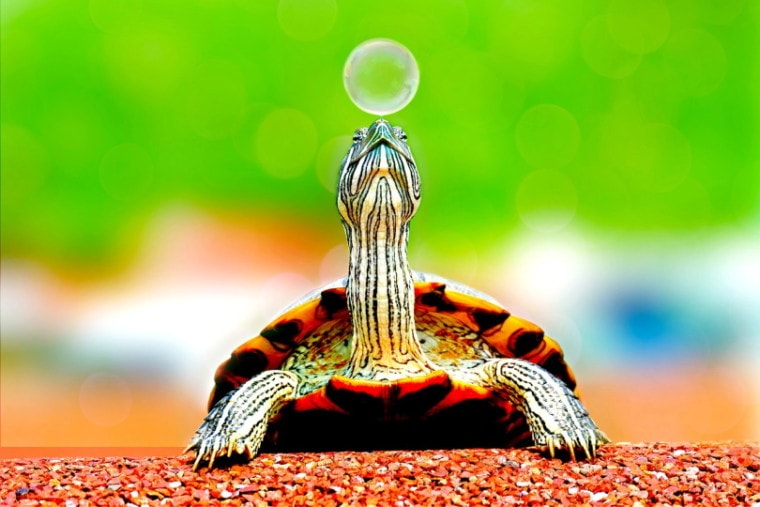 A turtle blowing a bubble