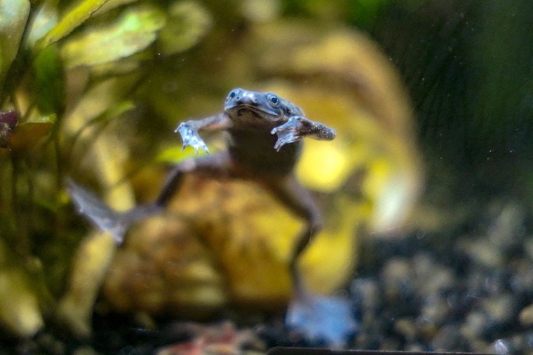 African Dwarf Frogs
