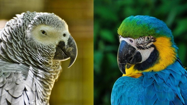 African Grey & Macaw-Pixabay (1)