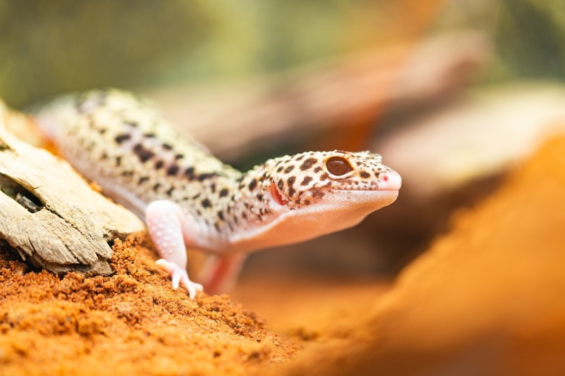 Albino leopard gecko in the dirt