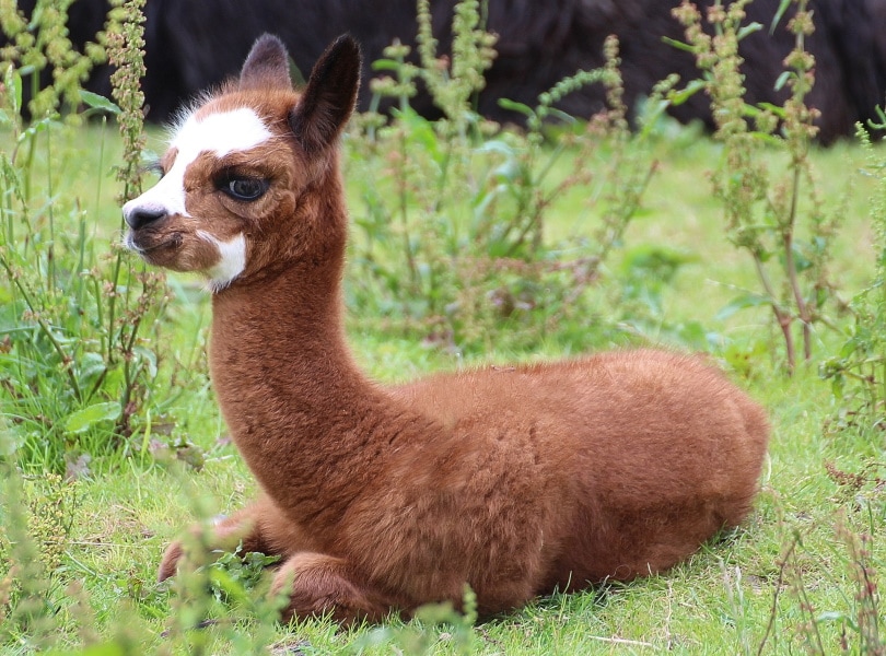 How Much Does A Baby Alpaca Cost? 