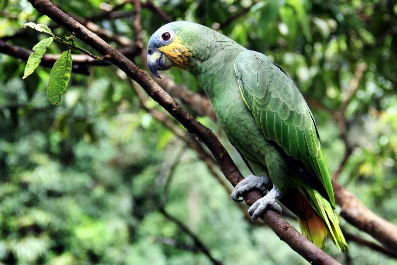 Amazon Parrot on tree branch
