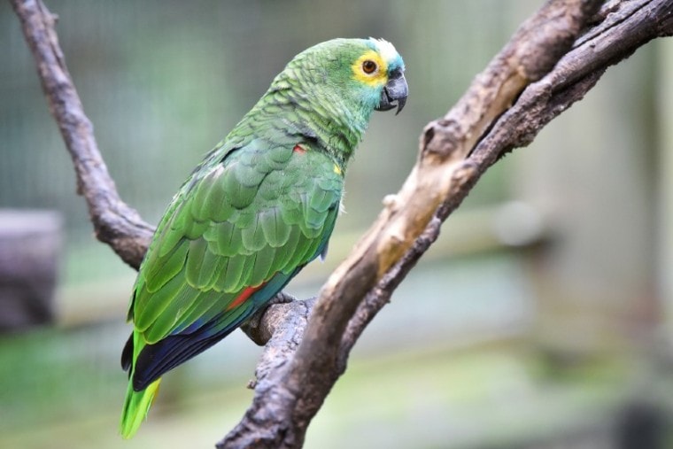 Amazon parrot on branch