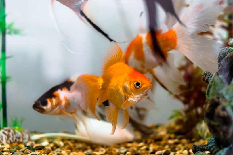 What’s the Ideal Temperature for Goldfish in a Tank or Pond? | Pet Keen