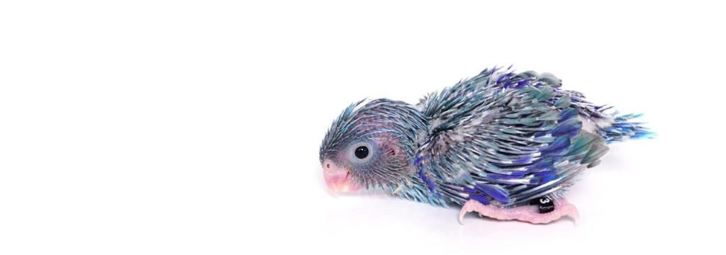 Baby Parrotlet_Ploychan Lompong_Shutterstock