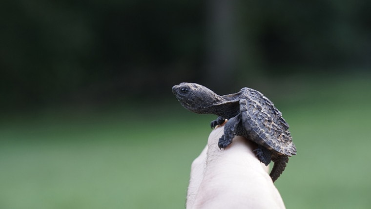 Baby Snapping Turtle eat in hand