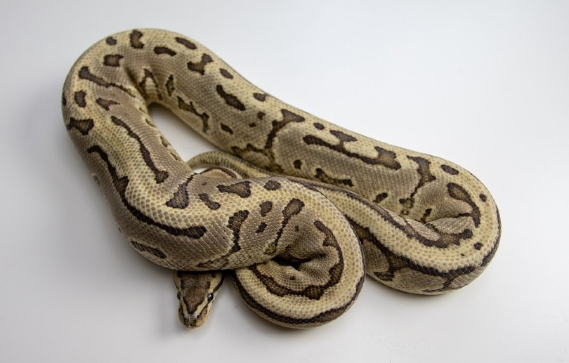 How Long Do Ball Python Snakes Live?
