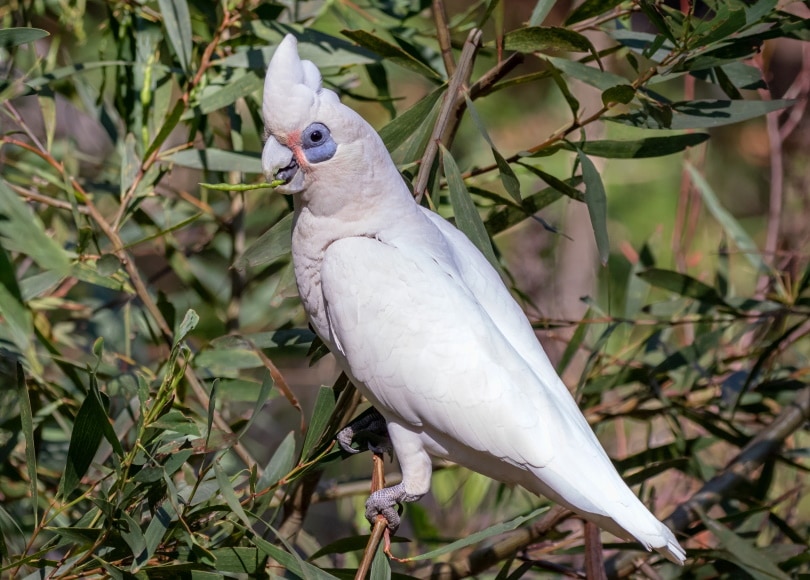 Bare Eyed cockatoo