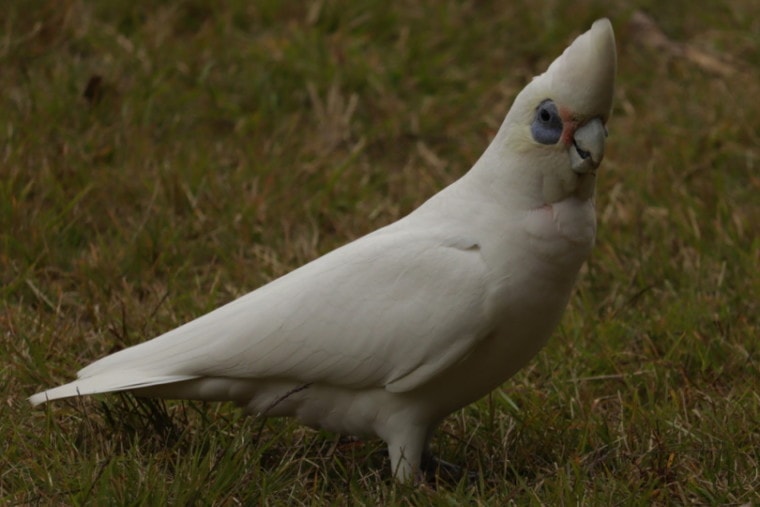 Bare-eyed cockatoo foraging in the grass