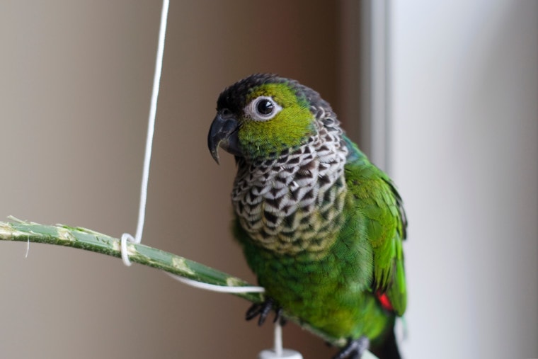 Cute,Black,Capped,Conure,Playing