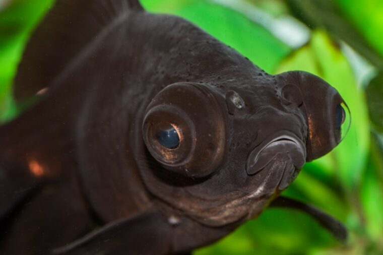 Black Moor Goldfish closeup shot
