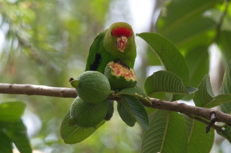 Black-Winged (Abyssinian) Lovebird eating guava fruit on tree branch