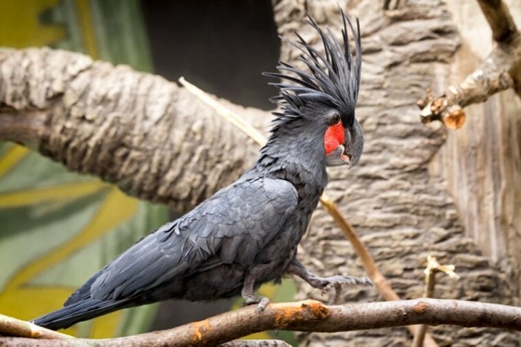 Black palm cockatoo bird resting on a branch