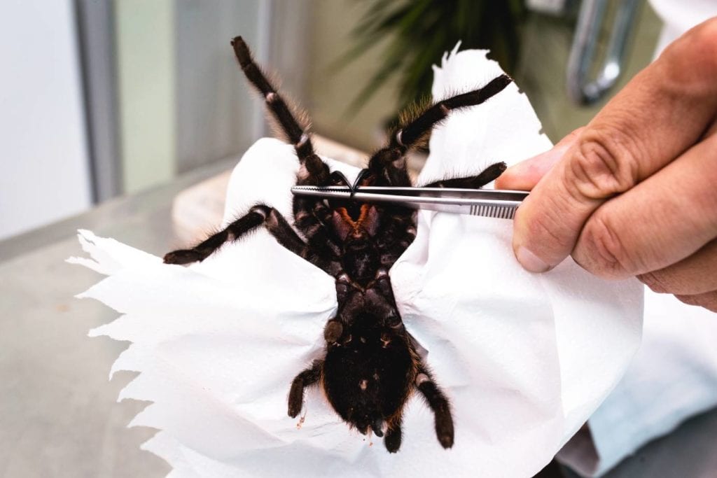 Black tarantula in vet_RHJPhtotoandilustration_Shutterstock