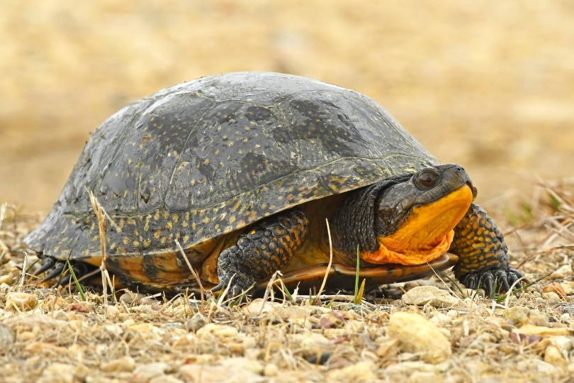Blanding's turtle on the ground