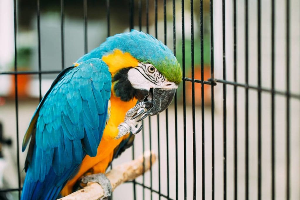 Blue Bird Macaw in the cage_ Grisha Bruev_Shutterstock
