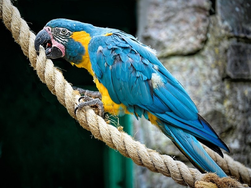 Blue-Throated Macaw Close up