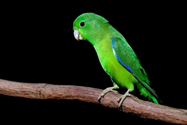 Blue-Winged Parrotlet Bird on tree branch