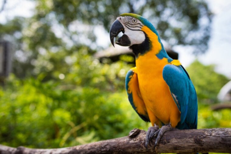 Blue and gold macaw on a tree
