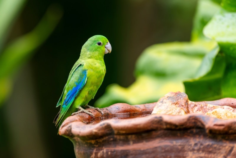 Blue-winged parrotlet sitting in the bird bath