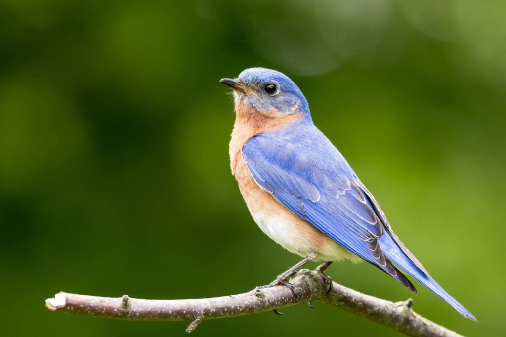 Bluebird sideview_ Rabbitti_Shutterstock