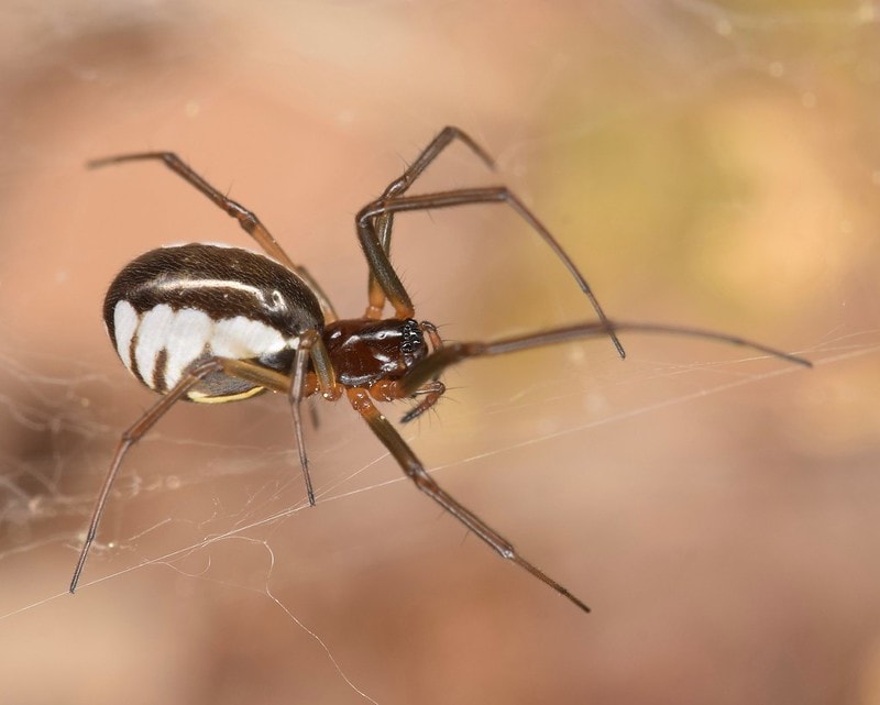 Bowl and Doily Spider - Frontinella pyramitela ♀