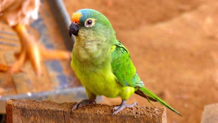 Brazilian Parrot close up