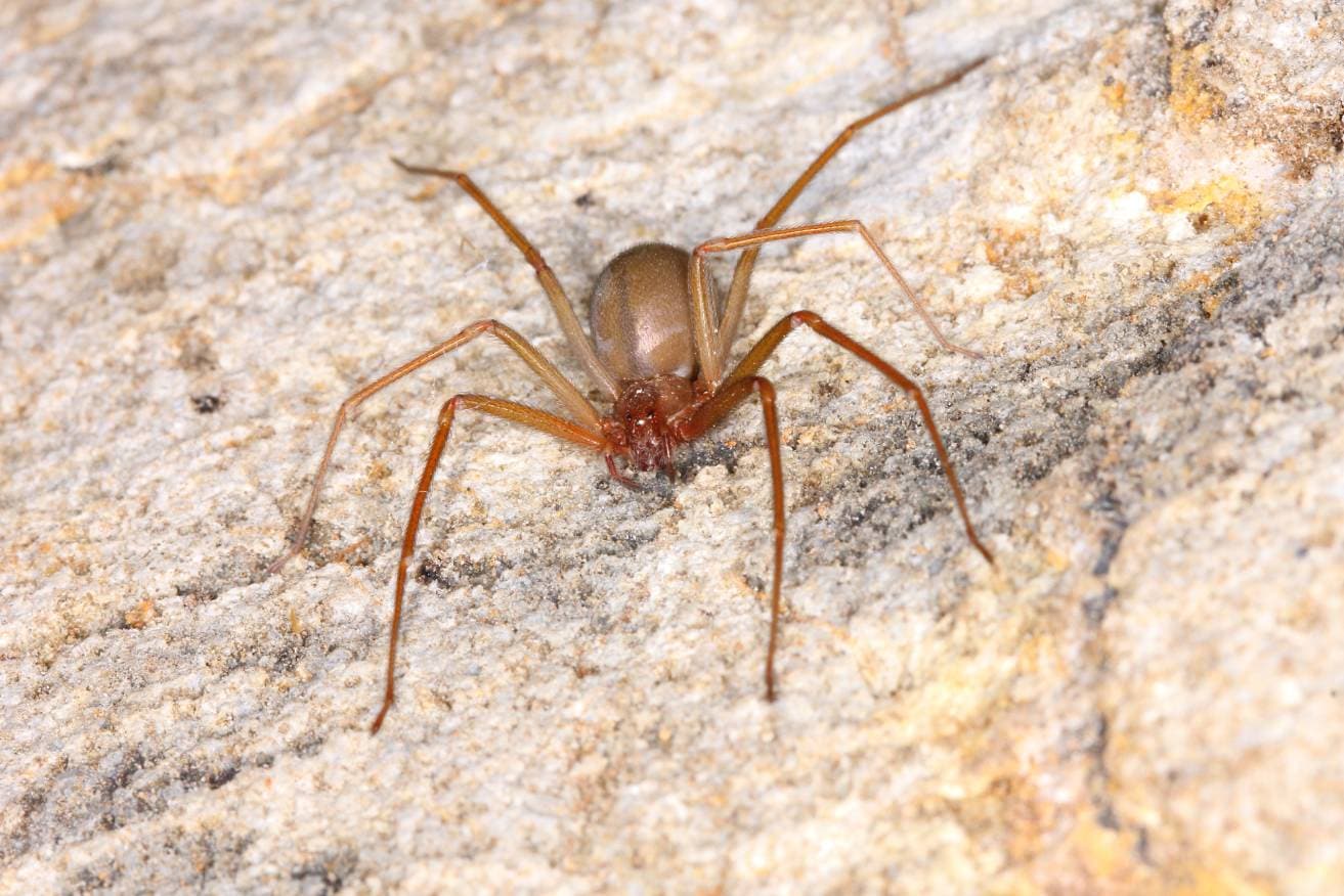 Brown Recluse Spider Close Up Pong Wira Shutterstock 