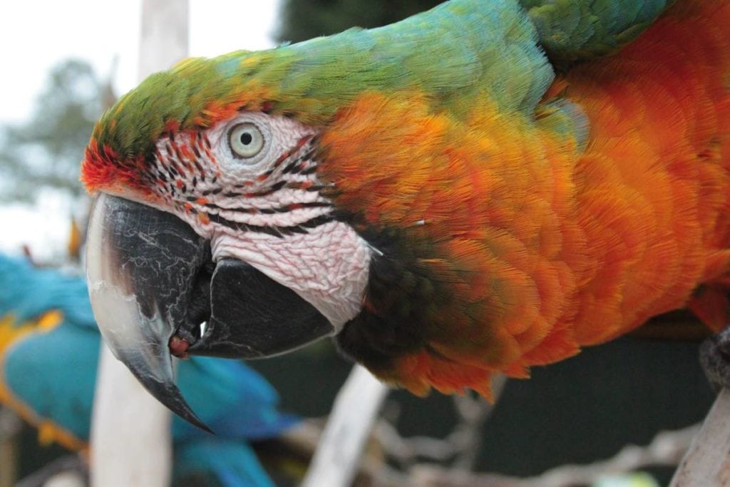 Catalina macaw open beak_Lu Lovelock