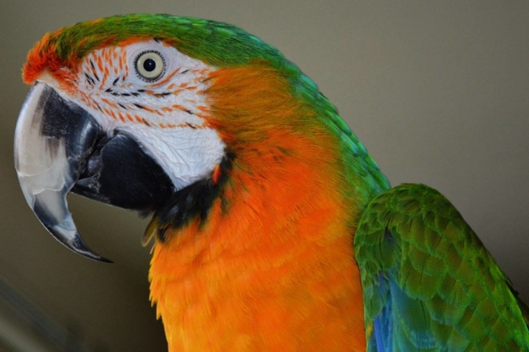 Catalina macaw side view