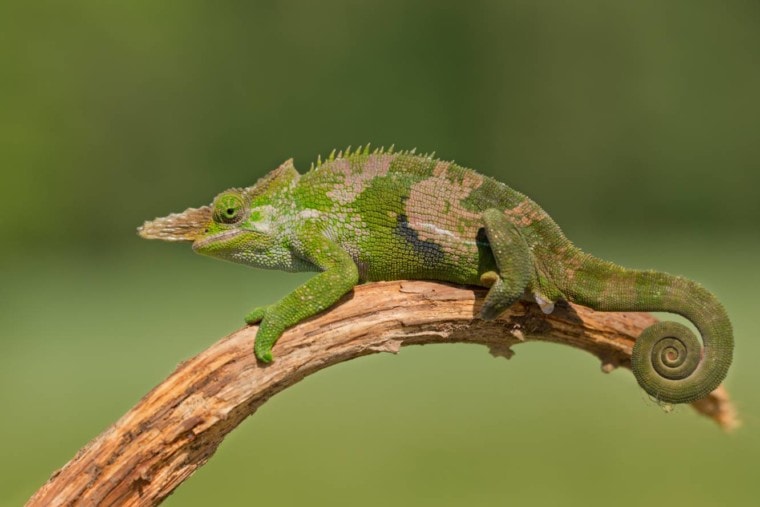Chameleon on the branch of the tree_ Milan Zygmunt_Shutterstock
