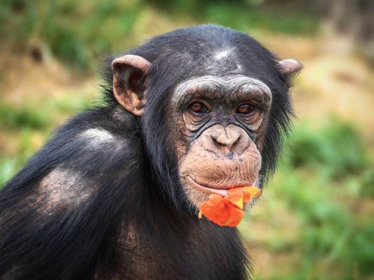 Chimpanzee eating_Pixabay