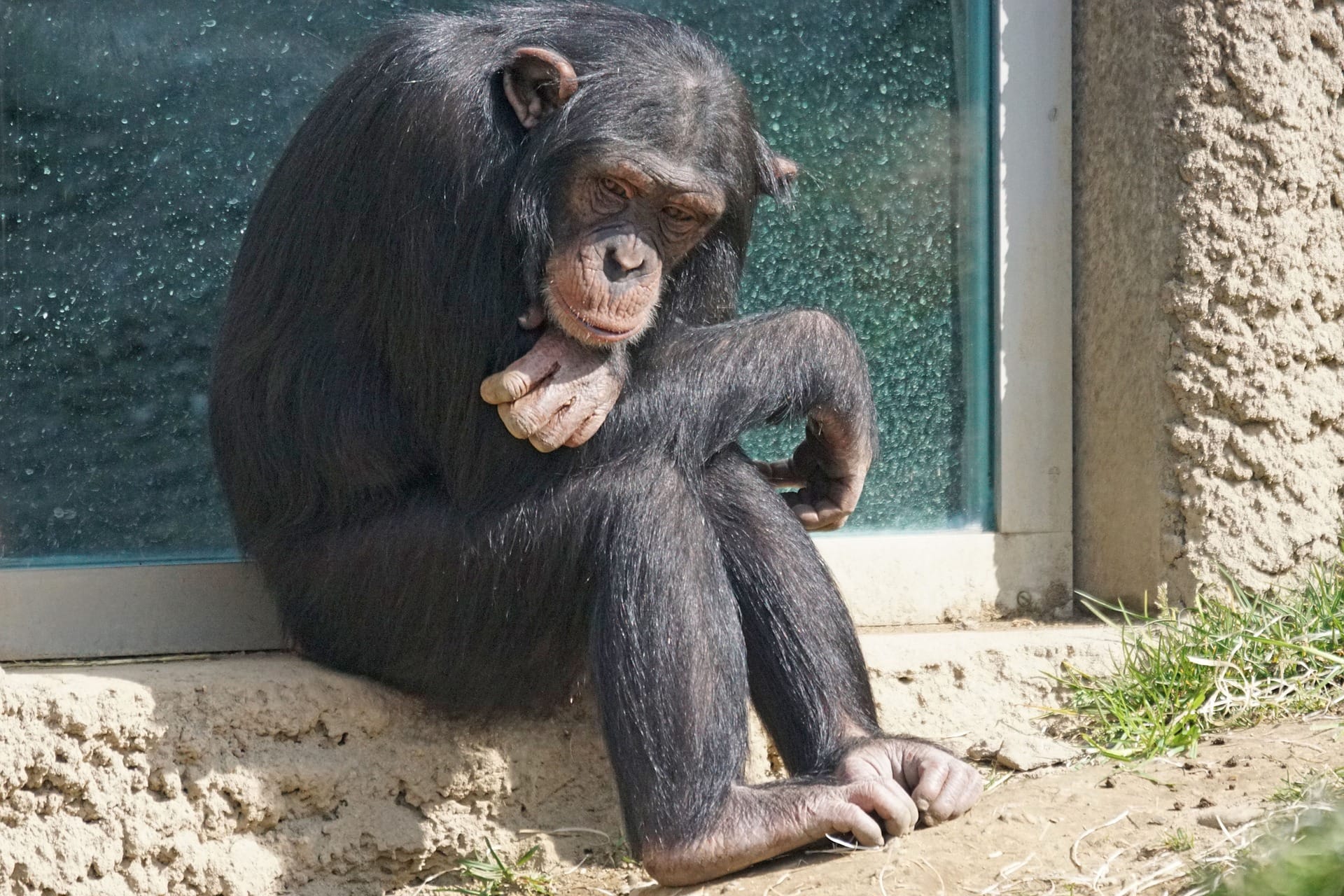 Chimpanzee siting