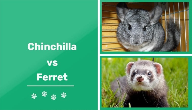 Chinchilla vs Ferret