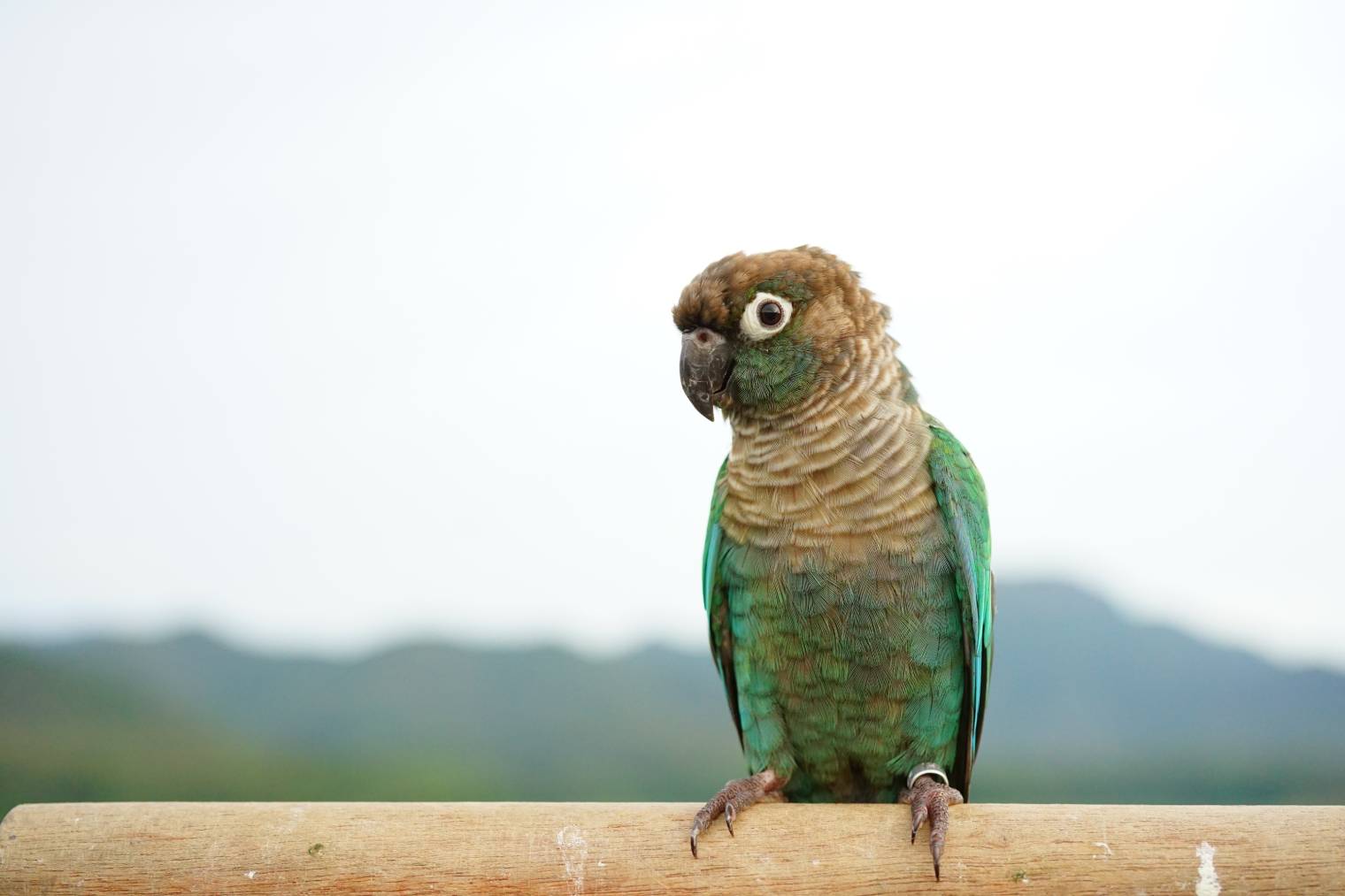 What Type of Bird Is Ari? – Green-Cheeked Conure – Nature Blog Network