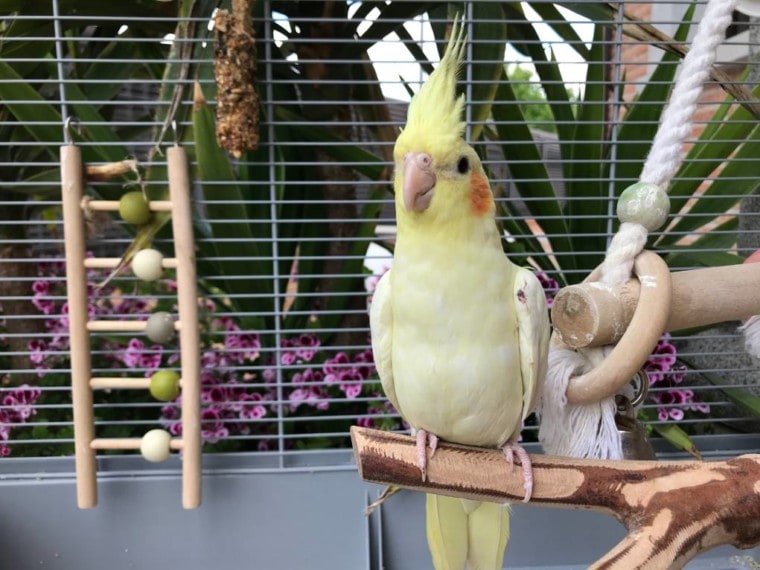 Cockatiels in the cage
