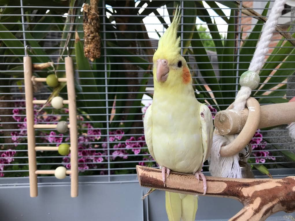 Cockatiels in the cage_ Natalie Mnhc_Shutterstock