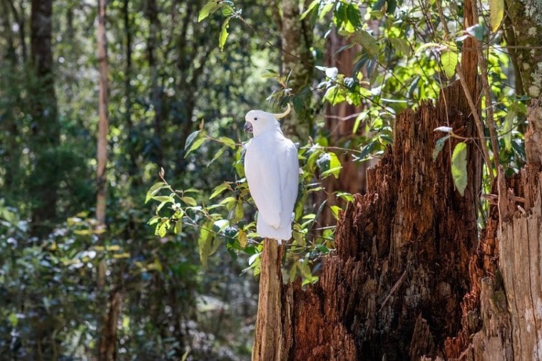 Cockatoo perched on rock exotic pet birds