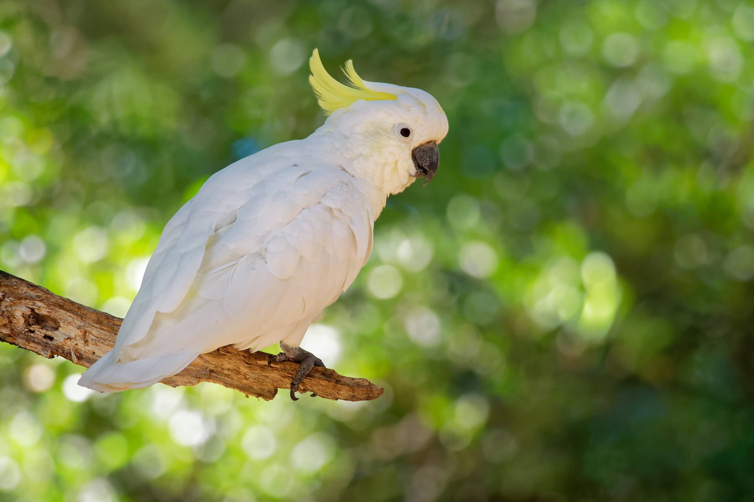 yellow cockatoo