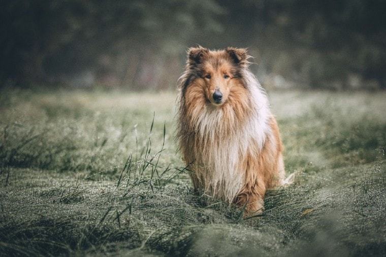 Collie Breed