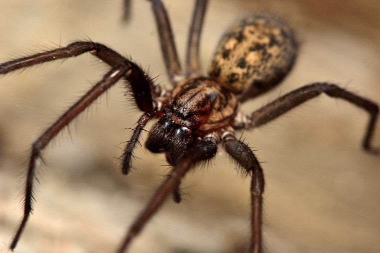 Common House Spider close up