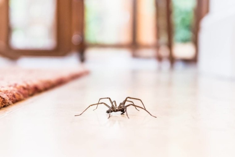 Common House Spider on the tiles_Christine Bird_Shutterstock