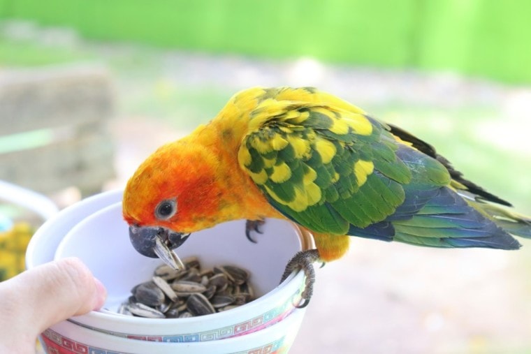 Conure eating sunflower seed