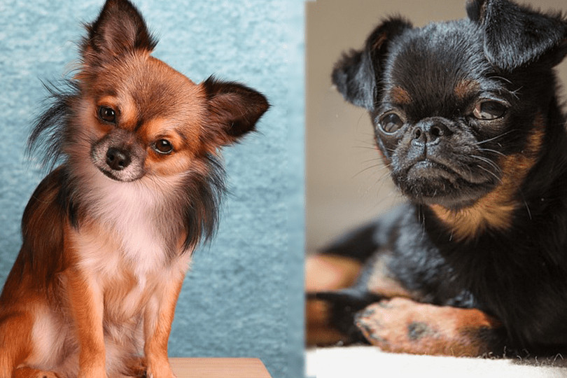 Chussel (Chihuahua & Brussels Griffon Mix): Guide, Info, Pictures, Care &  More! | Pet Keen