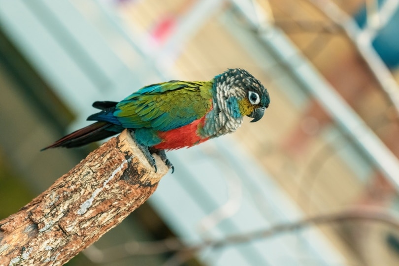 Crimson-bellied conure sitting on a branch