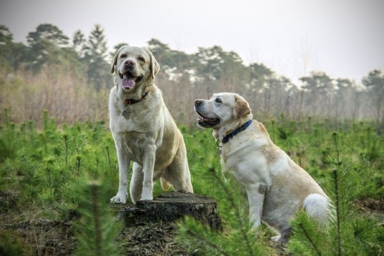 Dog Couple in the field