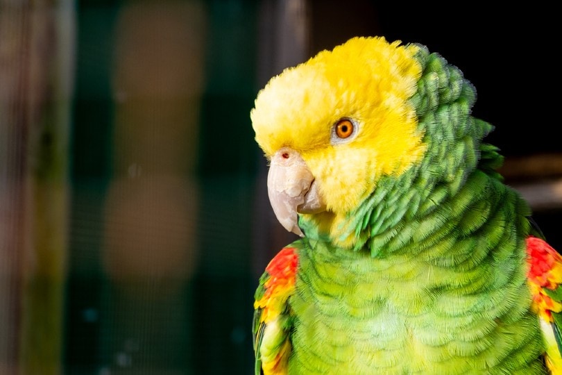 Double Yellow-Headed Amazon Parrot