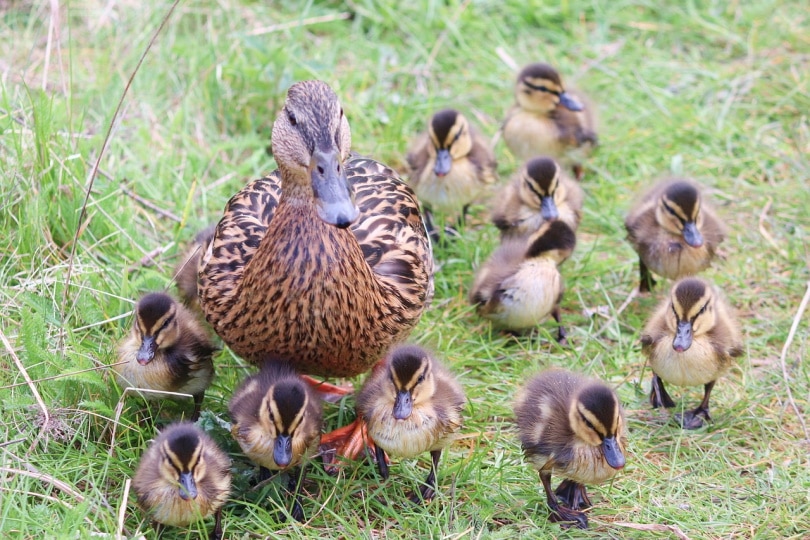 Duck and ducklings in the grass
